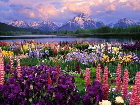 beautiful_flowers___mountain1-1.jpg
