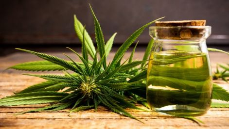 cannabis.jpg